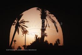 Image du Maroc Professionnelle de  Le palmier à Marrakech, c'est sacré, il fait partie des composantes majeures de l'identité de la ville, d’ailleurs depuis très longtemps, la loi sur les palmiers interdit formellement d'en couper, sous peine de très fortes amendes, 15 Mars 1986. Ce n’est pas le cas pour les autres car beaucoup d’arbres sont régulièrement victimes de massacre à la tronçonneuse dans la ville rouge. (Photo / Abdeljalil Bounhar) 